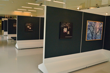 �T�N���̎ʐ^�W