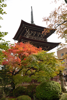 三重の塔と紅葉