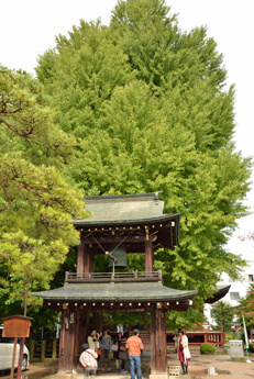 鐘楼堂と大銀杏