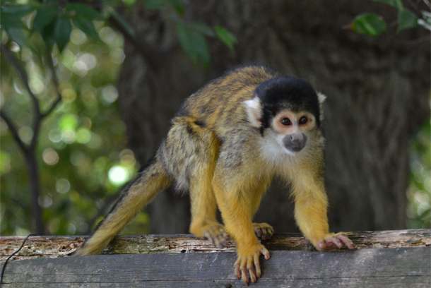 ���{�����L�[�p�[�N