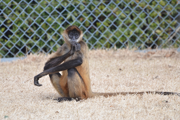 ���{�����L�[�p�[�N