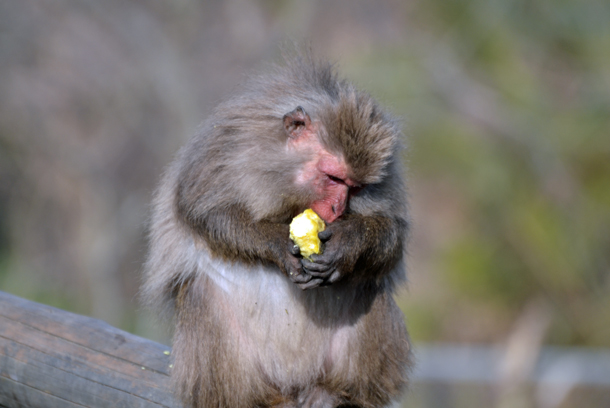 ���{�����L�[�p�[�N