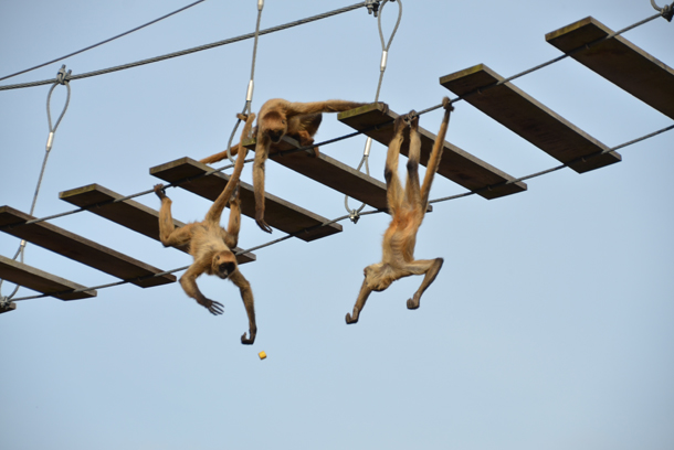 ���{�����L�[�p�[�N