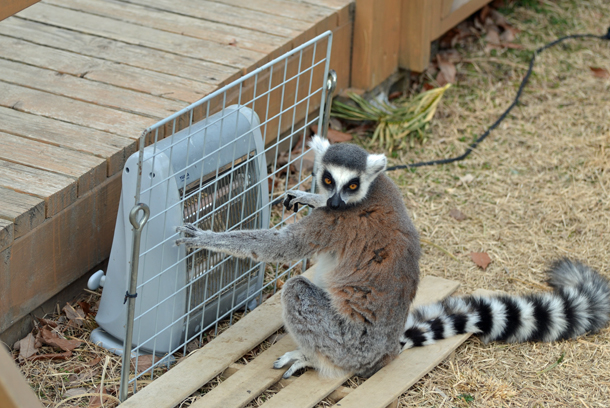 ���{�����L�[�p�[�N