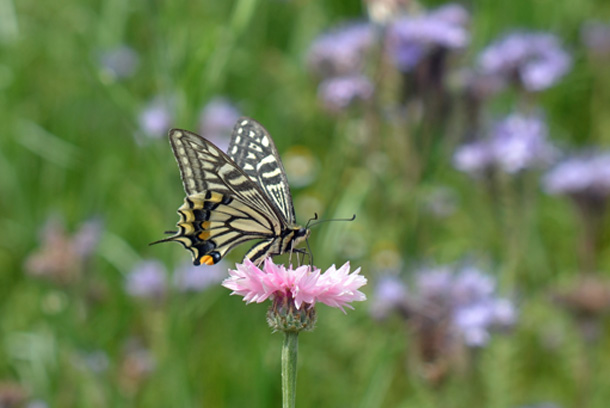 �t�����[�p�[�N�]��