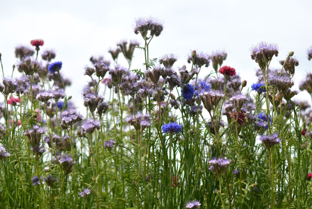 �t�����[�p�[�N�]��