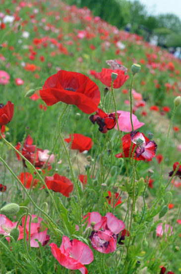 �t�����[�p�[�N�]��