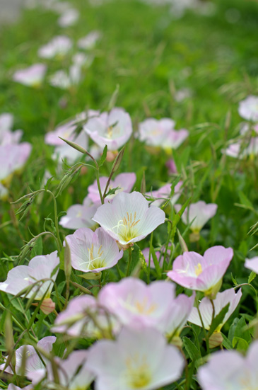 �t�����[�p�[�N�]��