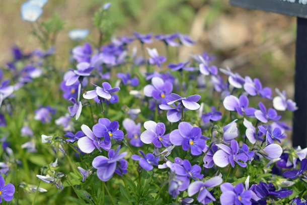 �t�����[�p�[�N�]��