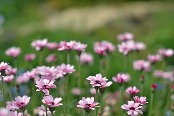 �t�����[�p�[�N�]��