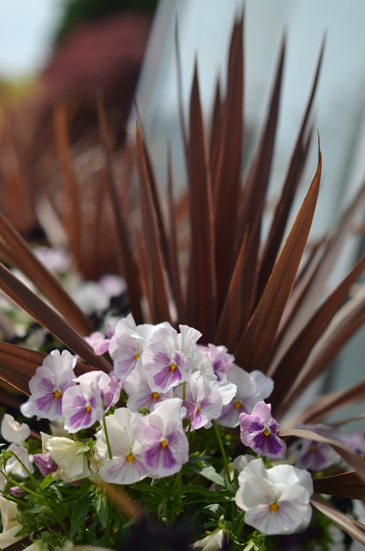 �t�����[�p�[�N�]��