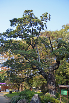 ���ǐ�㗬��]��