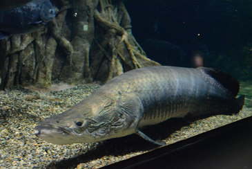 �s�����N�[