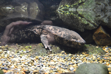 �T���V���E�E�I