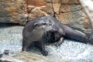 ���Ӌ�����