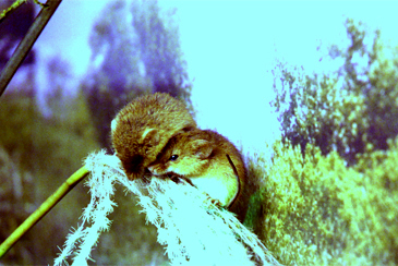 �J���˂���