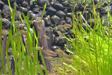 �p���H�̐�����