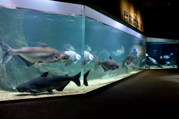 �C�O�̒W����