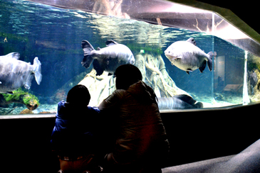 ���R���쒆����̋�