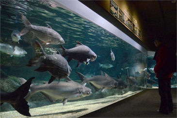 �C�O�̒W����