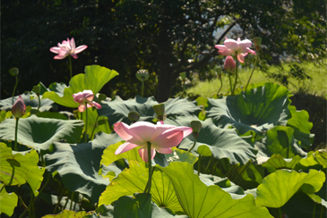 ���H�̃n�X�̉�