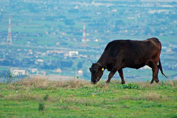 �����̖{���P