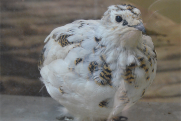 ���C�`���E