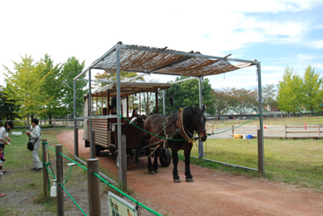 �����̊ό��q