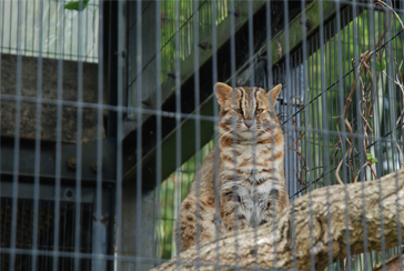 �����̊ό��q