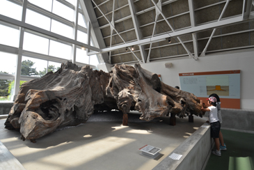 �����W����