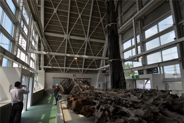 �����W����