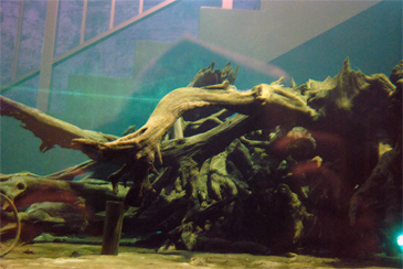 �����̖��v��