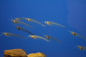 �����ȋ�