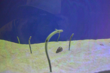 �`���A�i�S