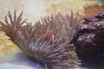 �C�\�M���`���N�ƃN�}�m�~