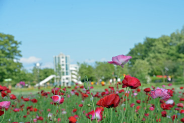 �Ő��L��̉Ԕ�